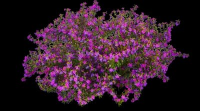 Enchantia Purple Cuphea