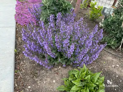 Catnip