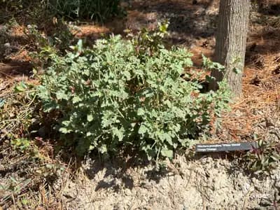 Sphaeralcea ambigua