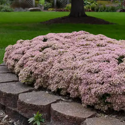 Rock 'N Round® Pure Joy Stonecrop