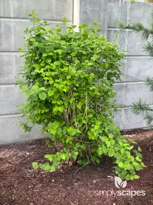 Mockorange (Philadelphus)