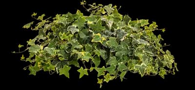 'Gold Child' Ivy