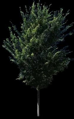 Emerald Sunshine® Elm Tree