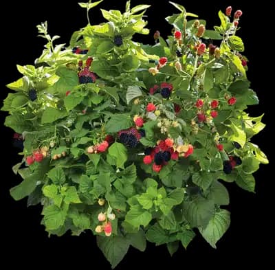 Bushel and Berry® Baby Cakes Blackberry®