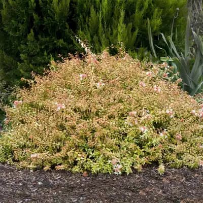 Abelia 'Kaleidoscope'