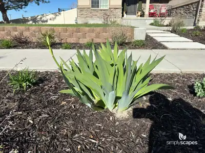 Bearded Iris