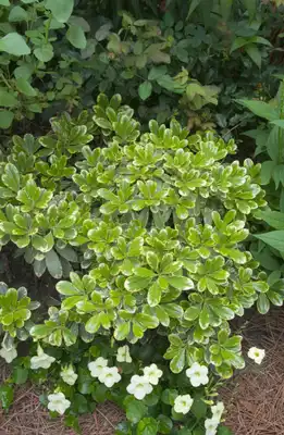 Pittosporum Mojo®