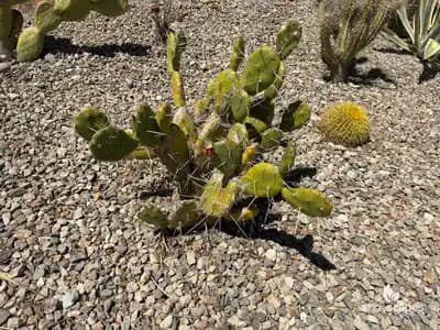 Prickly Pear Cactus