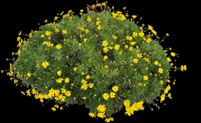 Fall Mums (Chrysanthemum)