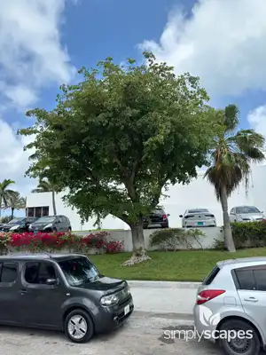Weeping Fig Tree