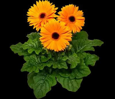 Maxi Golden Yellow gerbera