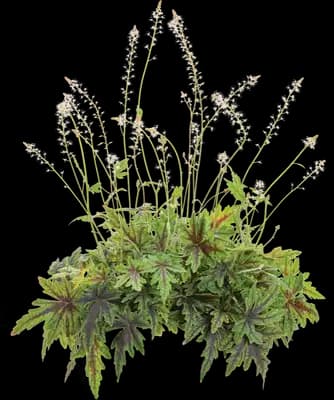 Cutting Edge Foamflower