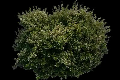 Kobold Japanese Barberry