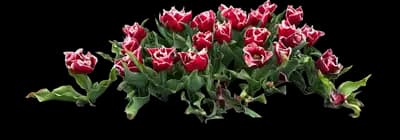 Tulip 'Canasta'