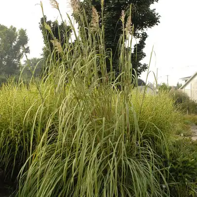 Ravenna Grass