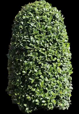 Greenleaf American Holly Shrub