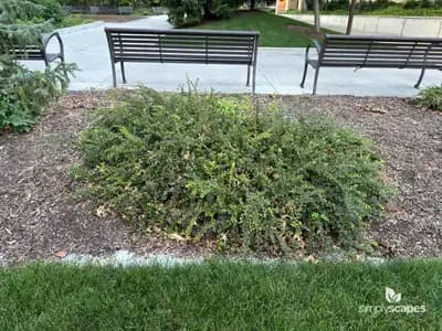 Rock Cotoneaster