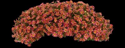 MiniFamous® Neo Red Shuffle Calibrachoa