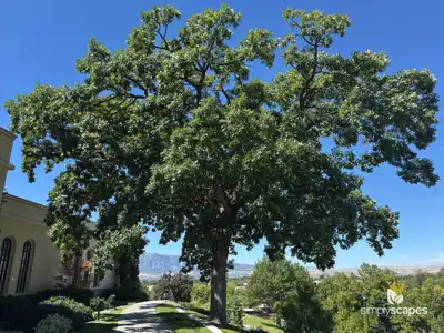 Bur Oak