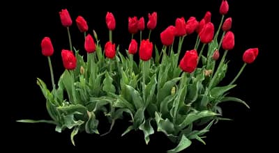 Tulip 'Kingsblood Single Late'