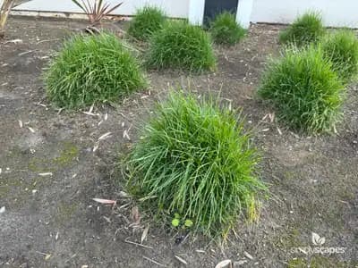 Mondo Grass