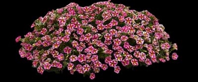 Bumble Bee™ Pink Calibrachoa