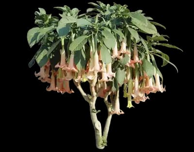 Peach Angel Trumpet