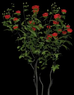 Hundred-Leaved Rose
