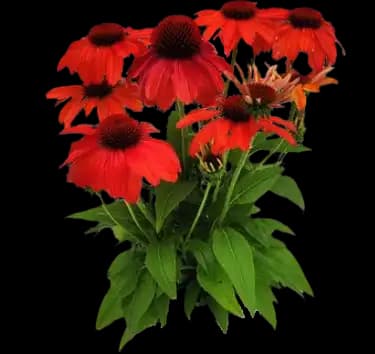 Guatemala Papaya Coneflower