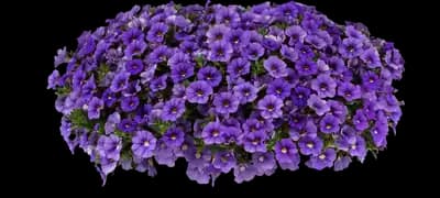 LIA™ Sky Blue Calibrachoa hybrida