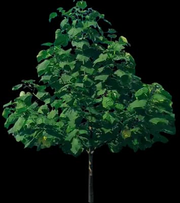 Phoenix One® Royal Empress Tree