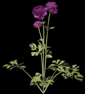 Purple Persian Buttercup