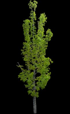 Columnare Norway Maple