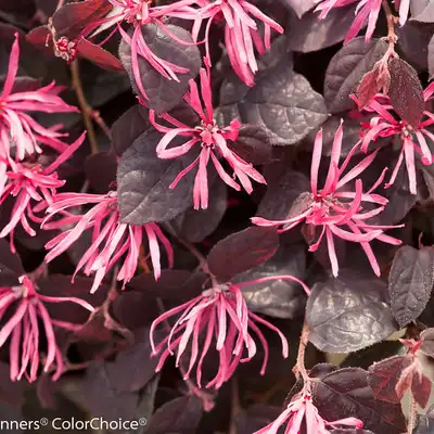Jazz Hands® Pink Chinese fringe-flower