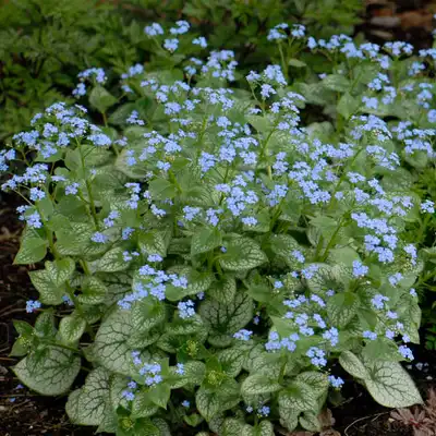 Jack Frost Brunnera
