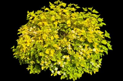 Ninebark - Yellow