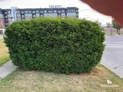 Japanese Yew