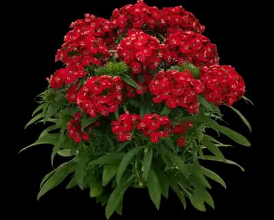 Dart™ Scarlet Dianthus