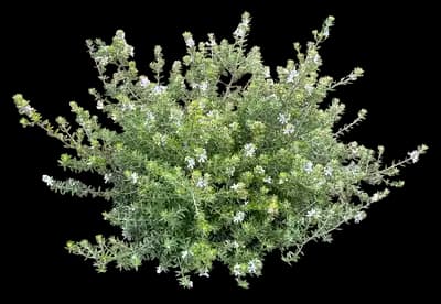 Coastal Rosemary