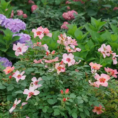 Ringo All-Star™ Rose