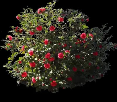 Kramers Camellia Shrub