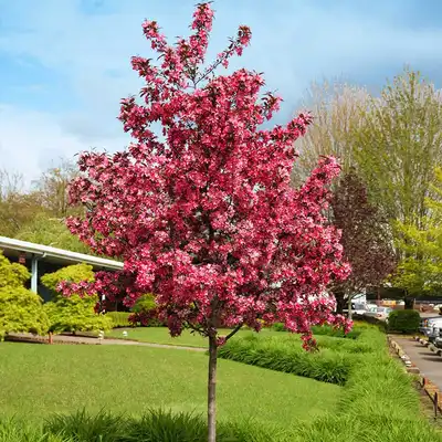 Royal Raindrops@ Crabapple Tree