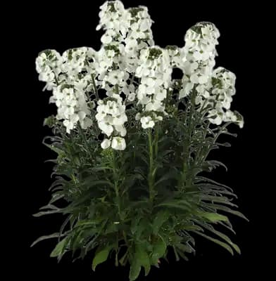 Brightside™ White wallflower