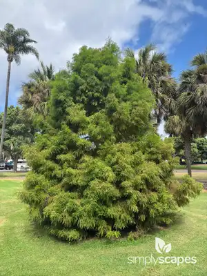 Bald Cypress Tree