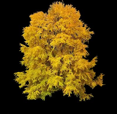 Katsura Tree