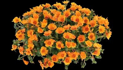 Pazzaz™ NANO Mango Purslane