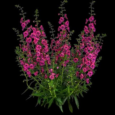 Guardian Angel™ Berry Sparkler Angelonia