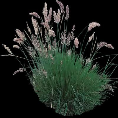 Ruby Grass
