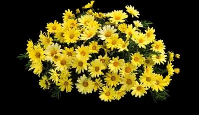 Butterfly Marguerite Daisy