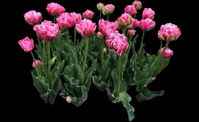 Tulip 'Aveyron Double Late'